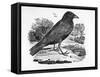 The Carrion Crow, Illustration from 'The History of British Birds' by Thomas Bewick, First…-Thomas Bewick-Framed Stretched Canvas