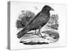 The Carrion Crow, Illustration from 'The History of British Birds' by Thomas Bewick, First…-Thomas Bewick-Stretched Canvas