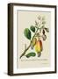 The Cashew Apple of Malabar-J. Forbes-Framed Art Print