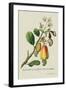 The Cashew Apple of Malabar-J. Forbes-Framed Art Print