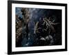 The Cast Shells of Stoneflies Along the Flathead River, Flathead County, Montana-Steven Gnam-Framed Photographic Print