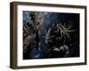 The Cast Shells of Stoneflies Along the Flathead River, Flathead County, Montana-Steven Gnam-Framed Photographic Print