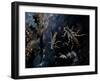 The Cast Shells of Stoneflies Along the Flathead River, Flathead County, Montana-Steven Gnam-Framed Photographic Print