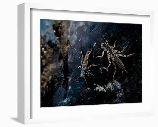 The Cast Shells of Stoneflies Along the Flathead River, Flathead County, Montana-Steven Gnam-Framed Photographic Print