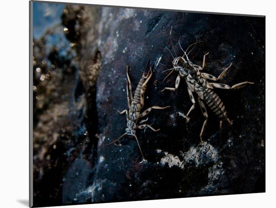 The Cast Shells of Stoneflies Along the Flathead River, Flathead County, Montana-Steven Gnam-Mounted Photographic Print