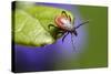 The Castor Bean Tick (Ixodes Ricinus)-Erik Karits-Stretched Canvas