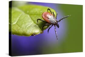 The Castor Bean Tick (Ixodes Ricinus)-Erik Karits-Stretched Canvas