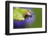 The Castor Bean Tick (Ixodes Ricinus)-Erik Karits-Framed Photographic Print