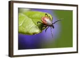 The Castor Bean Tick (Ixodes Ricinus)-Erik Karits-Framed Photographic Print