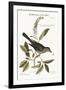 The Cat-Bird, 1749-73-Mark Catesby-Framed Giclee Print