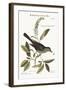 The Cat-Bird, 1749-73-Mark Catesby-Framed Giclee Print