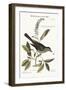 The Cat-Bird, 1749-73-Mark Catesby-Framed Giclee Print