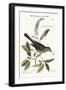 The Cat-Bird, 1749-73-Mark Catesby-Framed Giclee Print