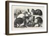 The Cat, Rabbit, and Guinea-Pig Show at the Alexandra Palace, 1876, Uk-null-Framed Premium Giclee Print