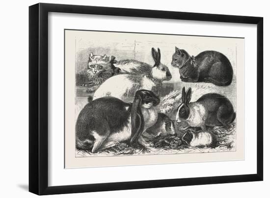 The Cat, Rabbit, and Guinea-Pig Show at the Alexandra Palace, 1876, Uk-null-Framed Premium Giclee Print