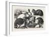 The Cat, Rabbit, and Guinea-Pig Show at the Alexandra Palace, 1876, Uk-null-Framed Premium Giclee Print