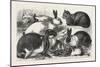 The Cat, Rabbit, and Guinea-Pig Show at the Alexandra Palace, 1876, Uk-null-Mounted Premium Giclee Print