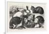 The Cat, Rabbit, and Guinea-Pig Show at the Alexandra Palace, 1876, Uk-null-Framed Giclee Print