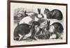 The Cat, Rabbit, and Guinea-Pig Show at the Alexandra Palace, 1876, Uk-null-Framed Giclee Print