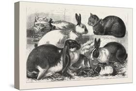 The Cat, Rabbit, and Guinea-Pig Show at the Alexandra Palace, 1876, Uk-null-Stretched Canvas