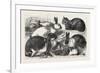 The Cat, Rabbit, and Guinea-Pig Show at the Alexandra Palace, 1876, Uk-null-Framed Giclee Print