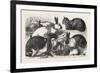 The Cat, Rabbit, and Guinea-Pig Show at the Alexandra Palace, 1876, Uk-null-Framed Giclee Print