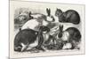 The Cat, Rabbit, and Guinea-Pig Show at the Alexandra Palace, 1876, Uk-null-Mounted Giclee Print