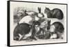 The Cat, Rabbit, and Guinea-Pig Show at the Alexandra Palace, 1876, Uk-null-Framed Stretched Canvas