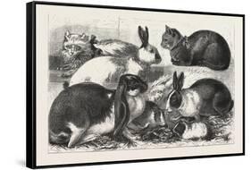 The Cat, Rabbit, and Guinea-Pig Show at the Alexandra Palace, 1876, Uk-null-Framed Stretched Canvas