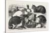 The Cat, Rabbit, and Guinea-Pig Show at the Alexandra Palace, 1876, Uk-null-Stretched Canvas