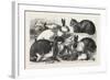 The Cat, Rabbit, and Guinea-Pig Show at the Alexandra Palace, 1876, Uk-null-Framed Giclee Print