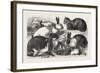 The Cat, Rabbit, and Guinea-Pig Show at the Alexandra Palace, 1876, Uk-null-Framed Giclee Print