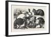 The Cat, Rabbit, and Guinea-Pig Show at the Alexandra Palace, 1876, Uk-null-Framed Giclee Print