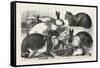 The Cat, Rabbit, and Guinea-Pig Show at the Alexandra Palace, 1876, Uk-null-Framed Stretched Canvas