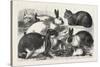 The Cat, Rabbit, and Guinea-Pig Show at the Alexandra Palace, 1876, Uk-null-Stretched Canvas