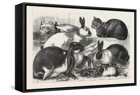 The Cat, Rabbit, and Guinea-Pig Show at the Alexandra Palace, 1876, Uk-null-Framed Stretched Canvas