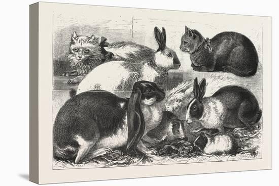 The Cat, Rabbit, and Guinea-Pig Show at the Alexandra Palace, 1876, Uk-null-Stretched Canvas