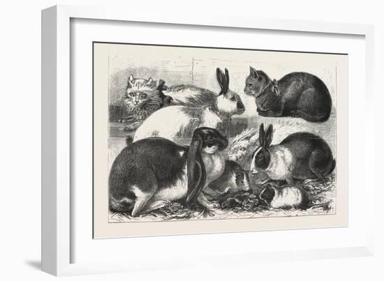 The Cat, Rabbit, and Guinea-Pig Show at the Alexandra Palace, 1876, Uk-null-Framed Giclee Print