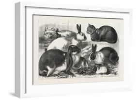 The Cat, Rabbit, and Guinea-Pig Show at the Alexandra Palace, 1876, Uk-null-Framed Giclee Print