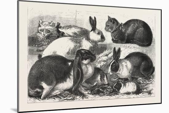 The Cat, Rabbit, and Guinea-Pig Show at the Alexandra Palace, 1876, Uk-null-Mounted Giclee Print