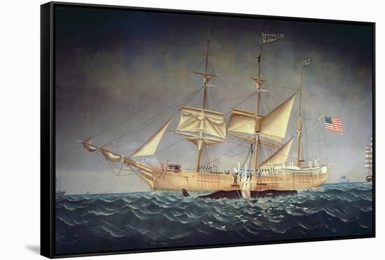 The 'Catalpa' with Whale-American School-Framed Stretched Canvas