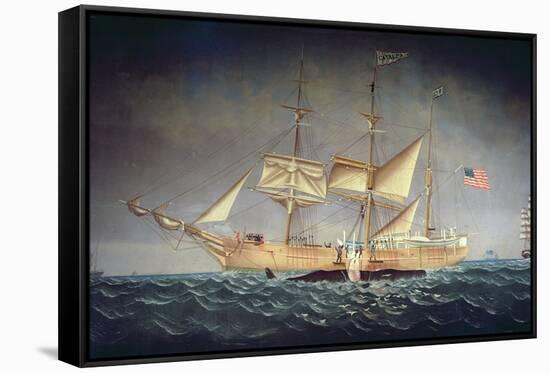 The 'Catalpa' with Whale-American School-Framed Stretched Canvas