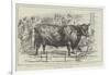 The Cattle-Show at Birmingham-null-Framed Giclee Print