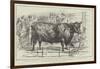 The Cattle-Show at Birmingham-null-Framed Giclee Print