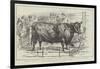 The Cattle-Show at Birmingham-null-Framed Giclee Print