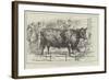 The Cattle-Show at Birmingham-null-Framed Giclee Print