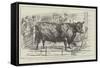 The Cattle-Show at Birmingham-null-Framed Stretched Canvas