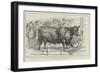 The Cattle-Show at Birmingham-null-Framed Giclee Print