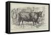 The Cattle-Show at Birmingham-null-Framed Stretched Canvas