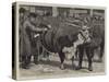 The Cattle Show at the Agricultural Hall, Judging the Herefords-William Small-Stretched Canvas